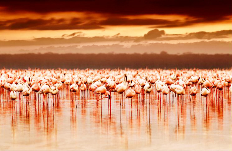 MF029 Wall décor art photographic on canvas wildlife flamingos on lake
